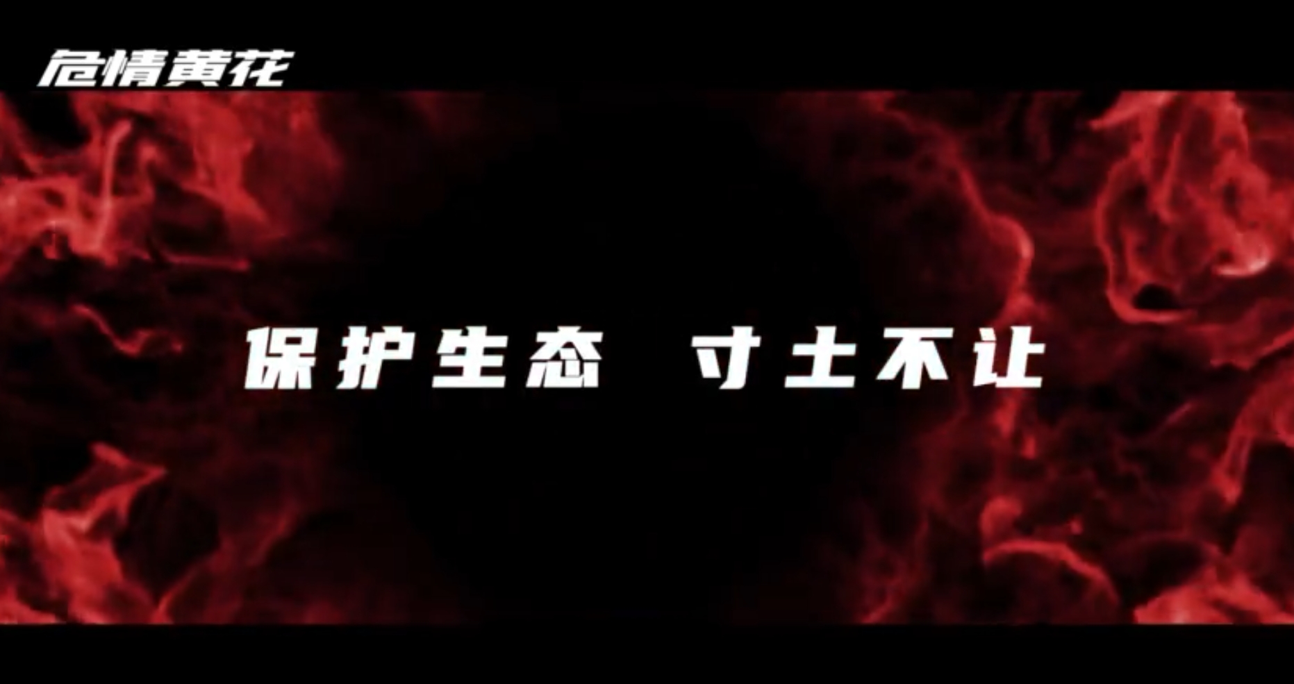 7.危情黄花.png
